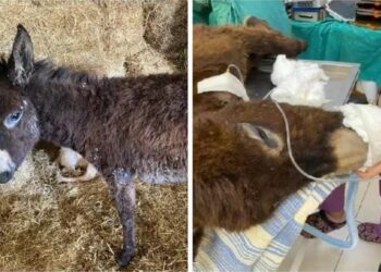 ‘Sadakatsiz’ dizisi oyuncularının ölmek üzereyken buldukları yaralı sıpa ameliyat edildi