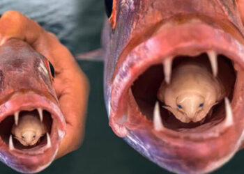 Dil yiyen parazitin fotoğrafı hayrete düşürdü