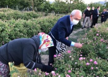 Kılıçdaroğlu, sabah 06:00’da emekçilerle birlikte gül topladı