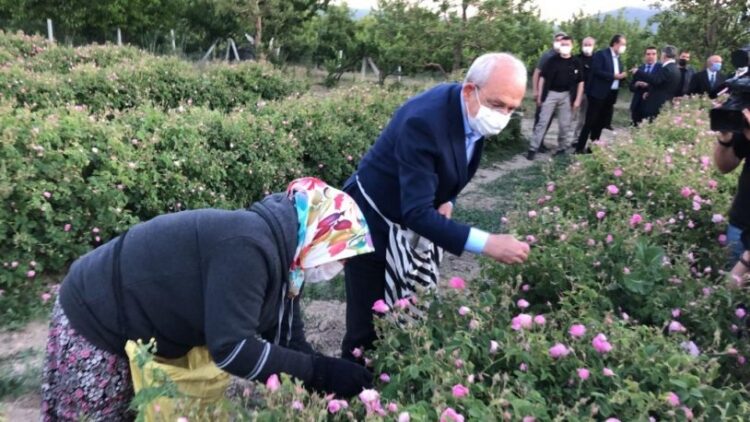 Kılıçdaroğlu, sabah 06:00’da emekçilerle birlikte gül topladı
