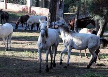 İBB’den yeni kayıp atlar açıklaması
