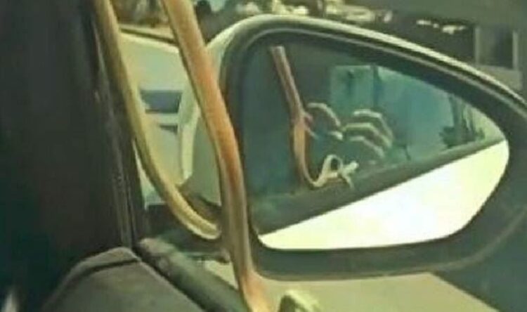 Otomobilde yılanla yolculuk: ‘Şaka gibi ya’