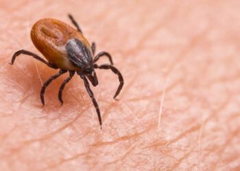 Havalar ısındı, Kırım Kongo kanamalı ateşi hastalığı ortaya çıktı