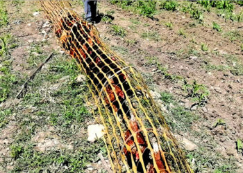 Sebzelerini ‘tavuk tüneli’ ile koruyor