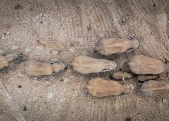 Çin’de şehre doğru ilerleyen filler panik yarattı