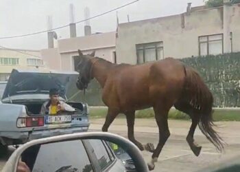 Bursa’da hayvana işkence: Atı aracın arkasından kilometrelerce koşturdular