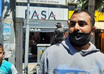4 aydır beslediği karga yavrusu omzundan inmiyor