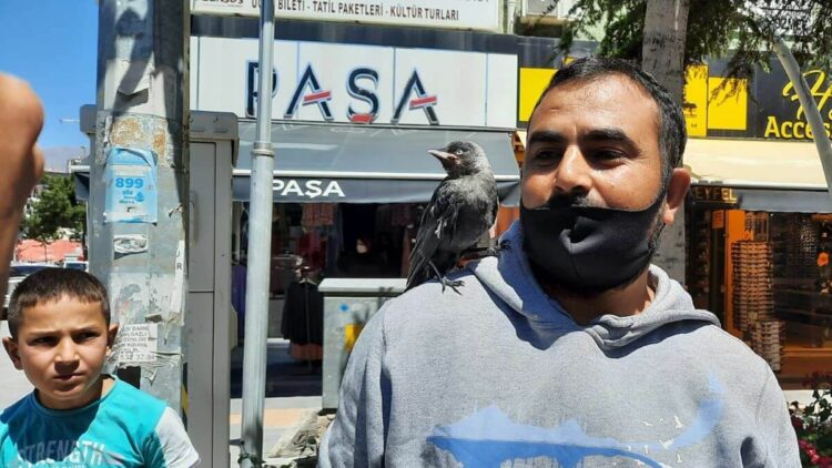 4 aydır beslediği karga yavrusu omzundan inmiyor