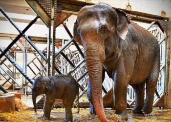 İzmir Doğal Yaşam Parkı’nda yavru fil heyecanı