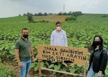 Çiftçinin tarlasına kendisinden habersiz ayçiçeği ekildi