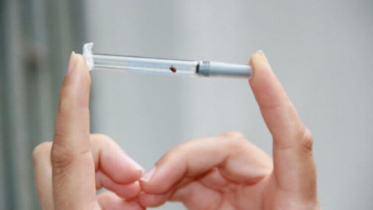 Bu hatalar öldürebilir: Kene ısırırsa asla bunları yapmayın