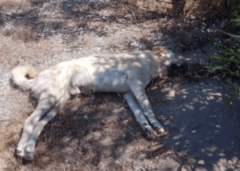 Köpek katliamı! 10 köpek ölü bulundu