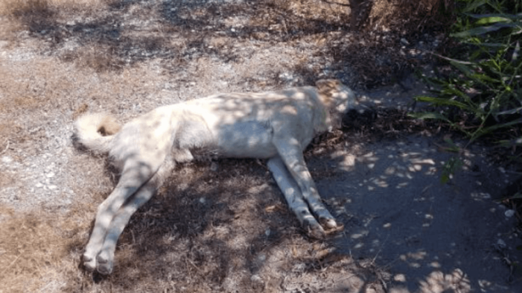 Köpek katliamı! 10 köpek ölü bulundu