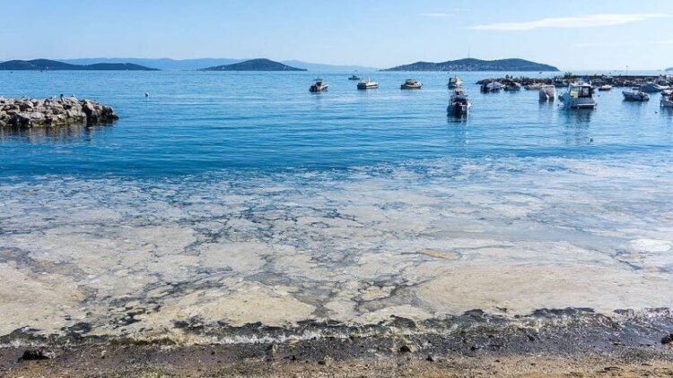 Marmara Denizi’nde tehlike çanları: ‘Sıradan bir doğa olayı gibi algılanıyor’