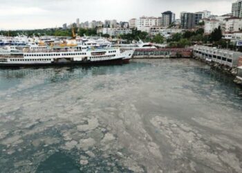 Müsilaj dünya basınında: ‘Deniz yaşamını tehlikeye atıyor’
