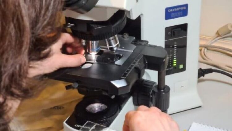 Müsilaj incelemesinde çarpıcı sonuç: Yeni canlı türü keşfedildi