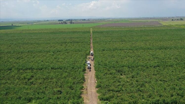 ‘Amik Ovası icradan satılıyor!’