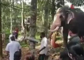 Hindistan’da bir fil, ölen bakıcısını son kez görmek için kilometrelerce yol yürüdü