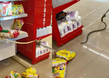 Alışveriş için gittikleri markette rafların arasından yılan çıktı