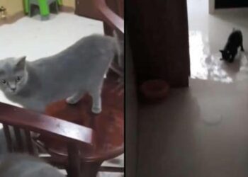 Su baskınına yol açan kediler viral oldu