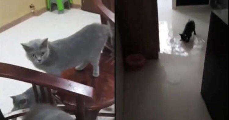 Su baskınına yol açan kediler viral oldu