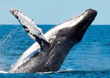 Istakoz avlarken Balinaya av oldu