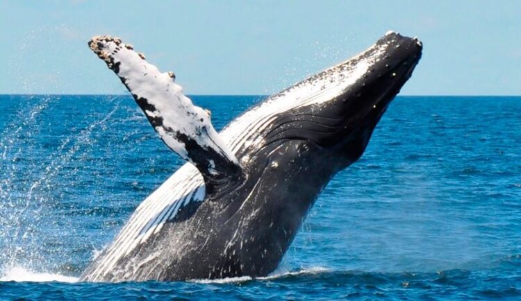 Istakoz avlarken Balinaya av oldu