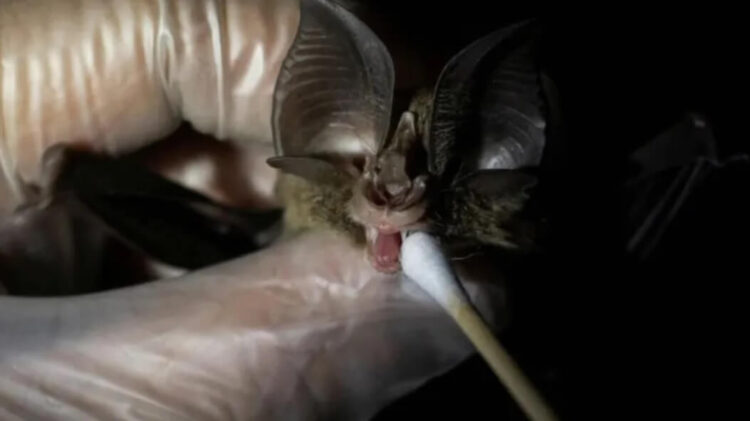 Yarasalarda 24 yeni korona virüsü tipi keşfedildi