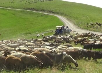 CHP Ekonomi Masasından inceleme: ‘Devlet tefeci olmuş’