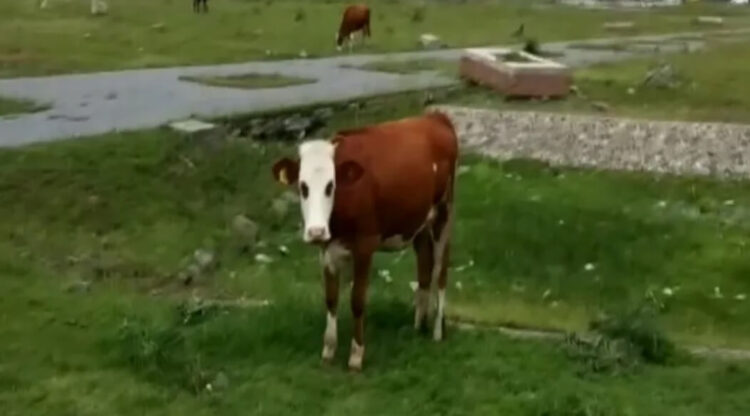 Ordu’da 15 milyon lira harcanan botanik parkı otlak oldu