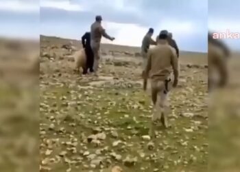 CHP’li Tanal koyunların gözaltına alınma görüntülerini yayınladı