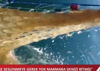 ‘Yetkililere seslenmeye gerek yok artık, Marmara Denizi bitti’