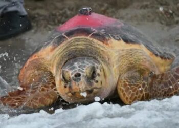 Uydudan izlenen caretta caretta 296 günde Antalya’dan Tunus’a ulaştı