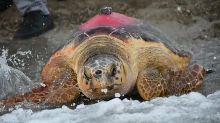 Uydudan izlenen caretta caretta 296 günde Antalya’dan Tunus’a ulaştı