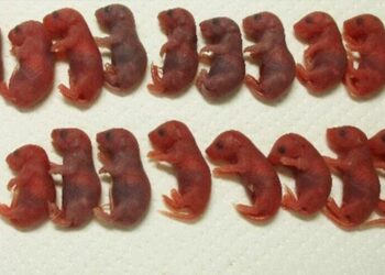 Ve uzay fareleri doğdu