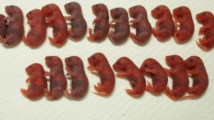 Ve uzay fareleri doğdu