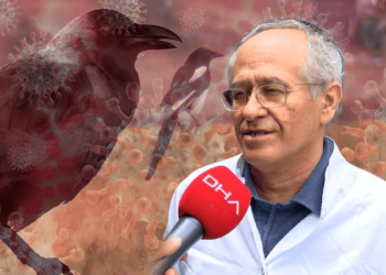 Kuşlarda rastlandı: İstanbul’da Batı Nil Virüsü endişesi