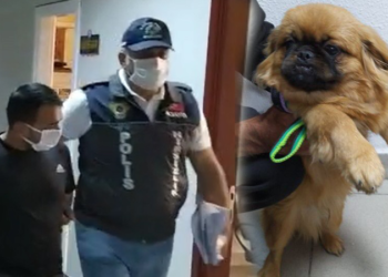 Evde değerli eşya bulamayınca köpeği çaldı