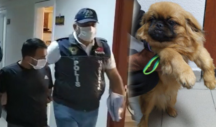 Evde değerli eşya bulamayınca köpeği çaldı