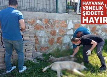 Yalova’da 7 köpek zehirlenerek katledildi!