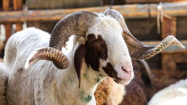 Kurbanlık fiyatları belli oldu