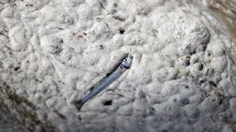 ODTÜ’den kritik müsilaj analizi