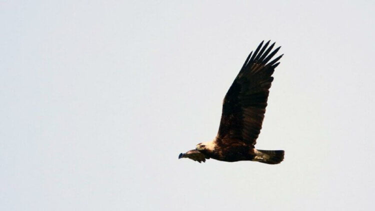 Nesli tehlike altındaki şah kartalının yavrusunu çaldılar