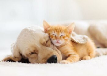 Evcil hayvan sahibi olmak stres azaltıyor