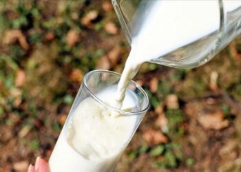 Çiğ süt desteği ödemelerinde esaslar belli oldu