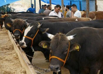 Kurbanlıklar da zamdan nasibini aldı: İşte 2021 kurbanlık fiyatları