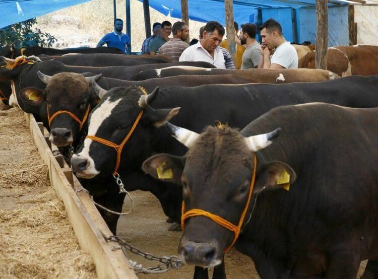 Kurbanlıklar da zamdan nasibini aldı: İşte 2021 kurbanlık fiyatları