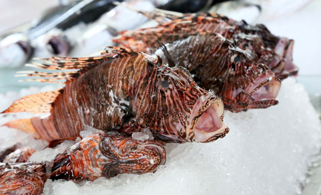 Zehirli balığın kilosu 10 ayda 4 kat arttı