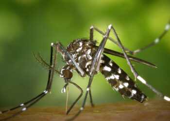 Kasaba sivrisineklerin oluşturduğu ‘hortumun’ etkisinde kaldı