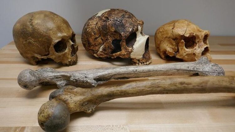 İklim şartlarının beden ve beyin büyüklüğümüz üzerinde etkili olduğu ortaya çıktı